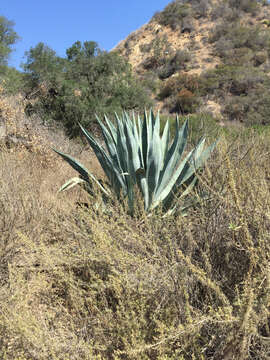 Image of American Aloe