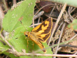 Image of Acada biseriatus Mabille 1893