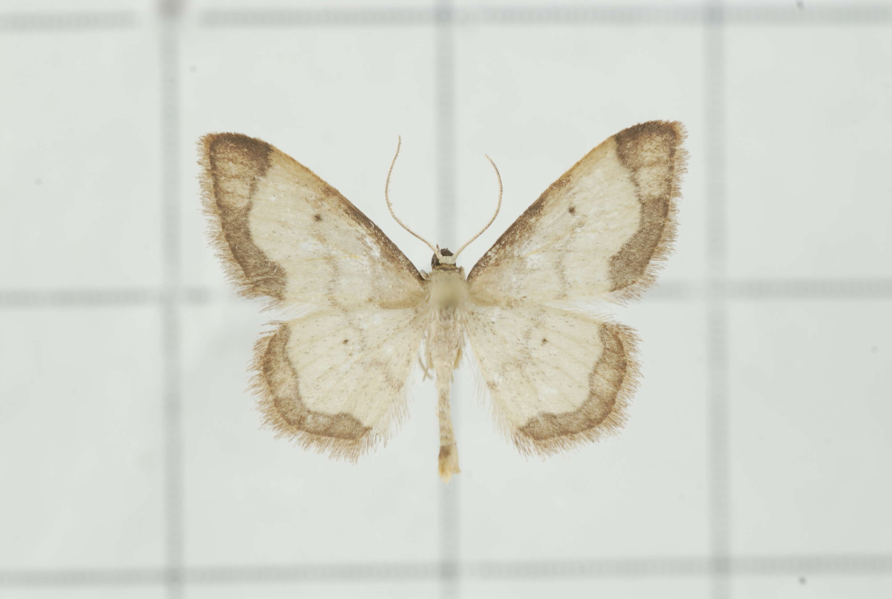 Image of Idaea sugillata Bastelberger 1911