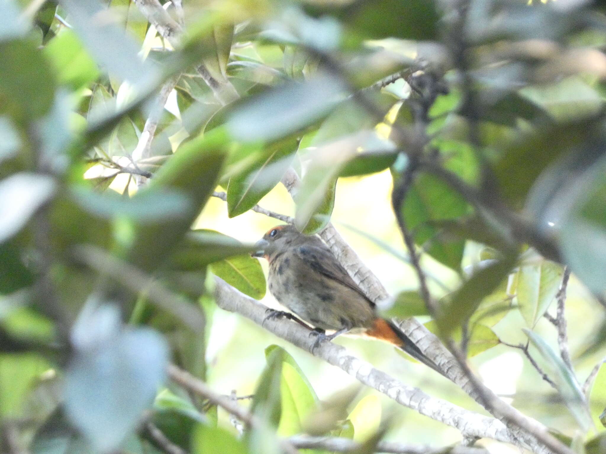 Melopyrrha violacea (Linnaeus 1758)的圖片