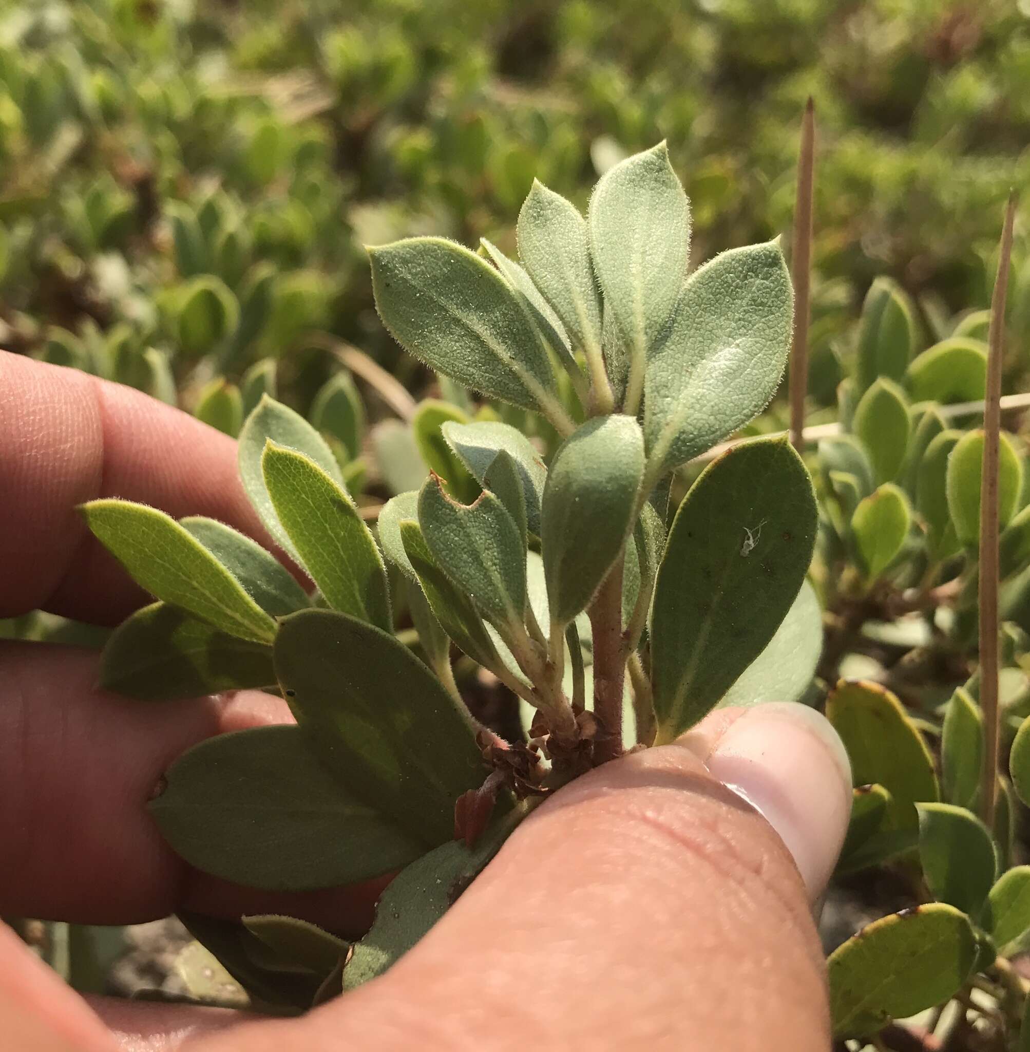 Imagem de Arctostaphylos nevadensis A. Gray