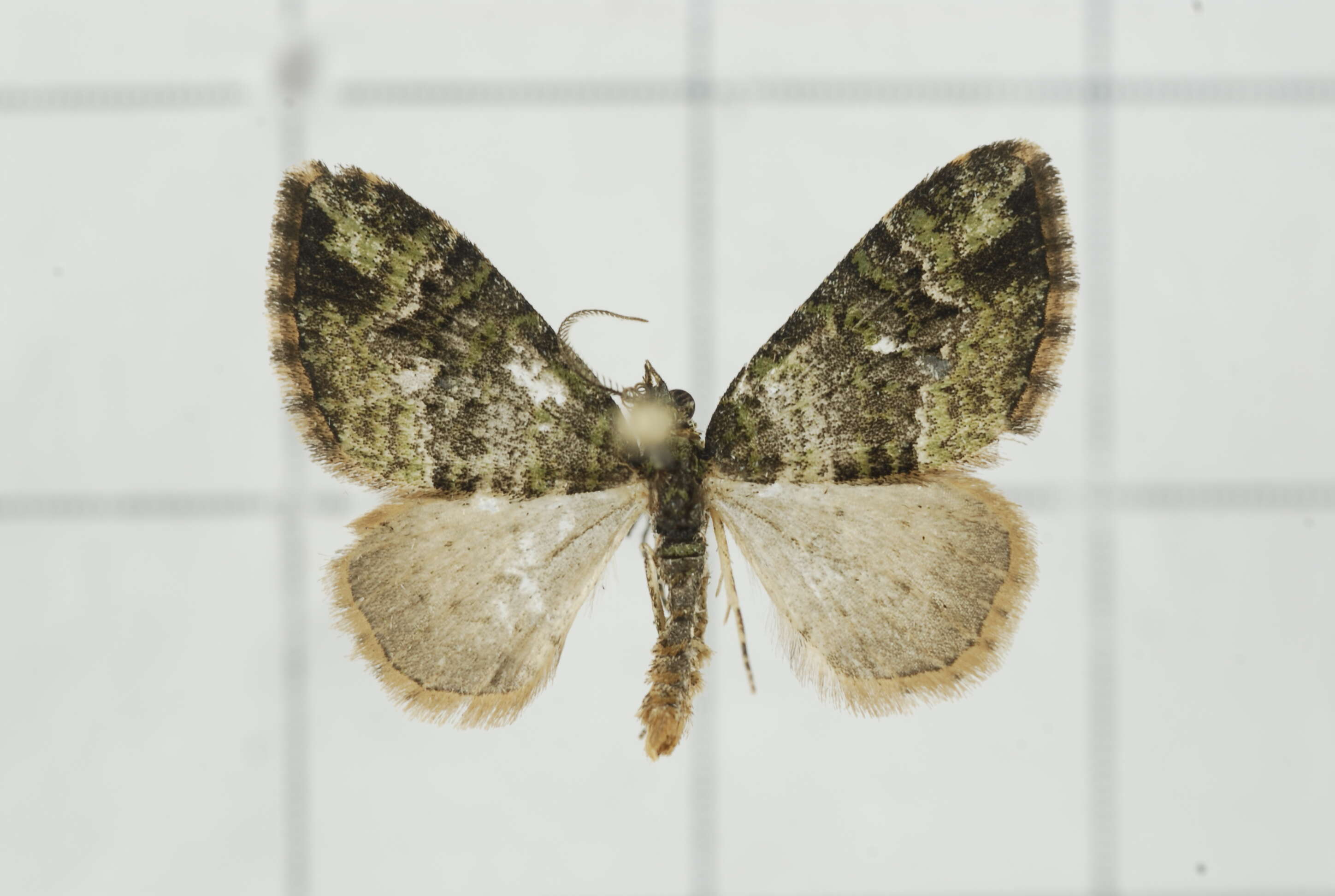 Image of Apithecia viridata Moore 1868