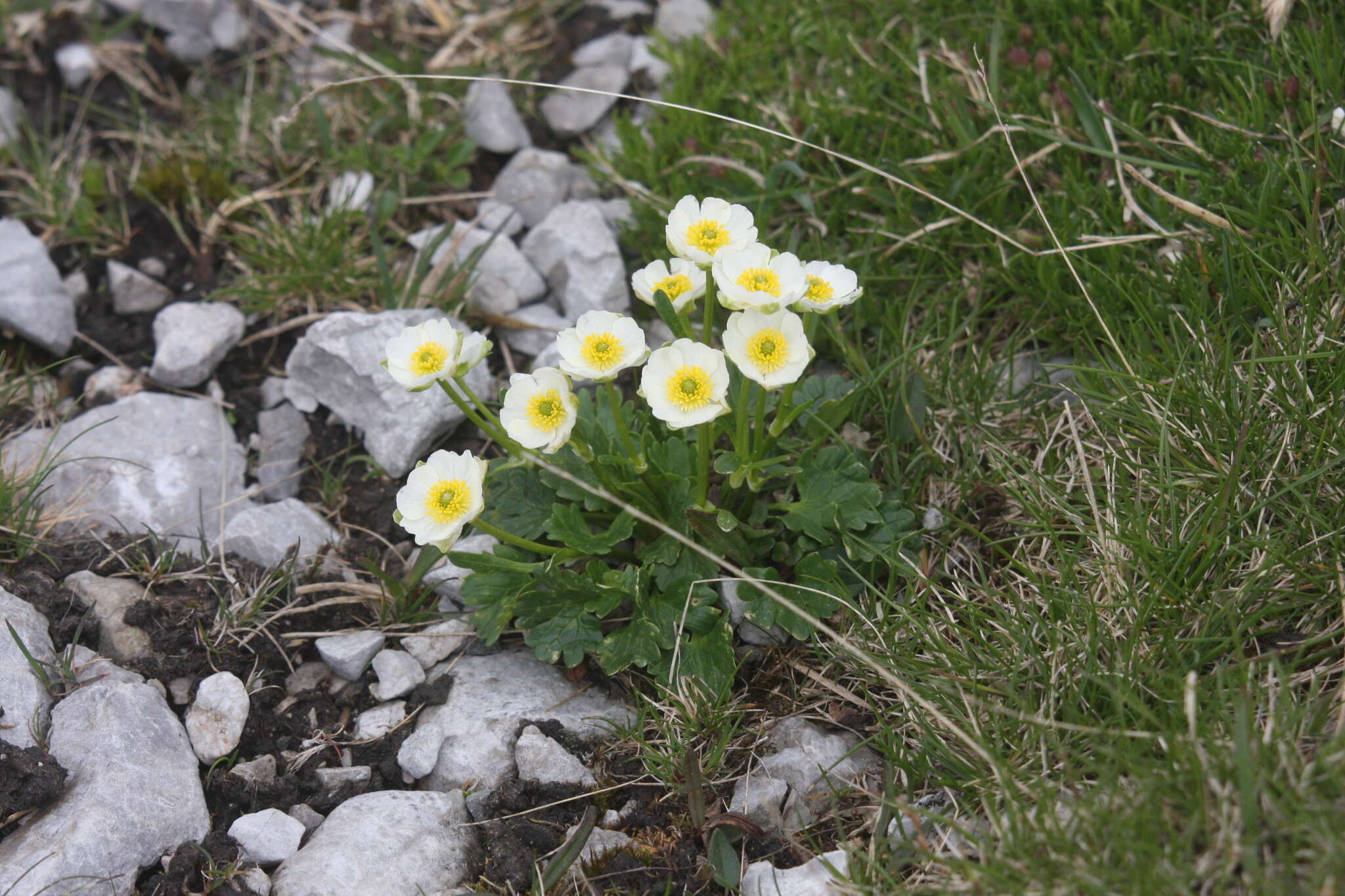 Image of alpine buttercup