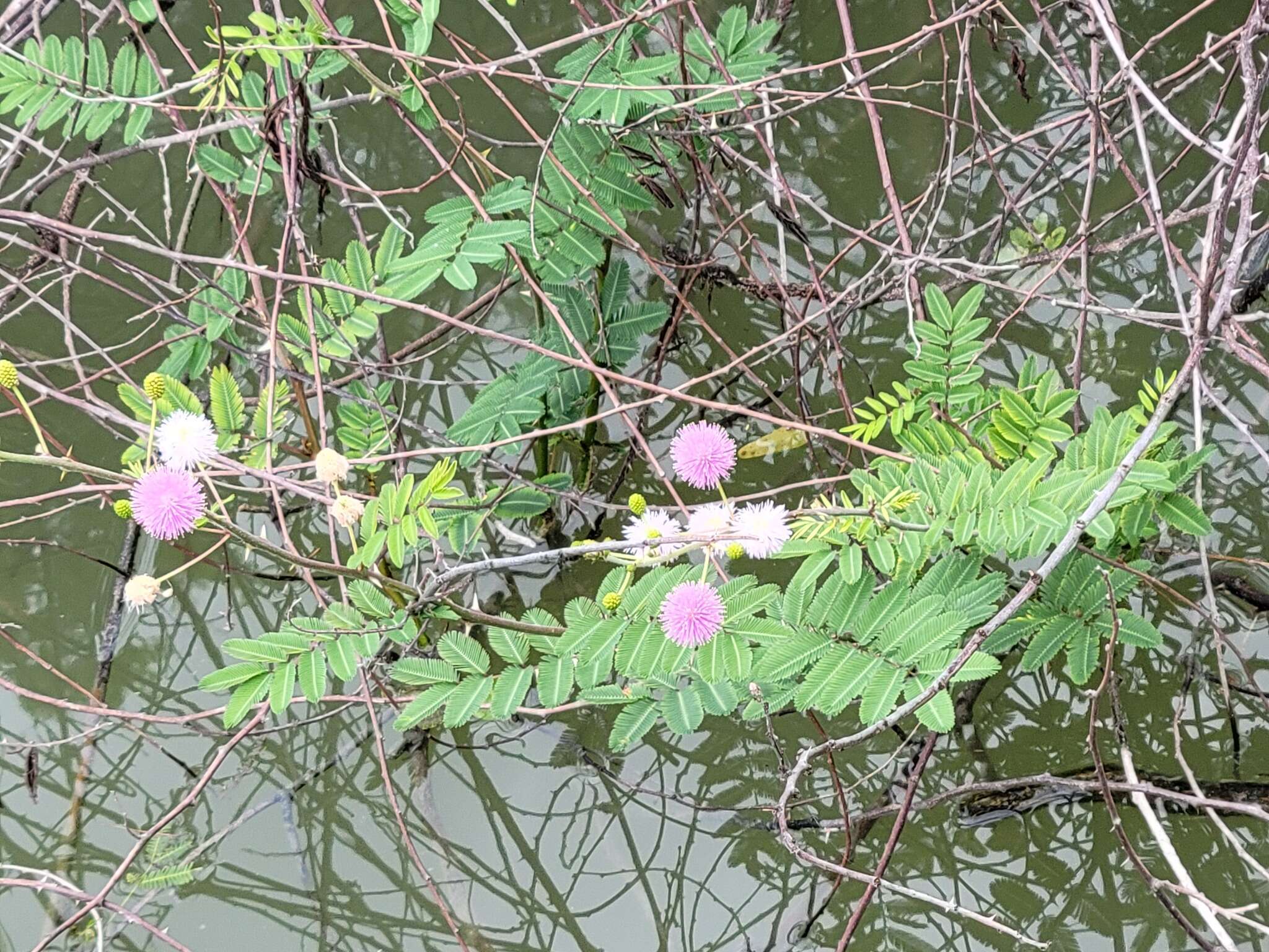 Mimosa asperata L. resmi