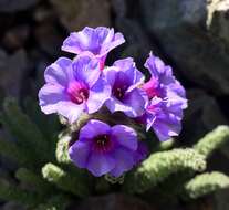 Слика од Polemonium eximium Greene