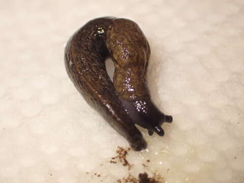 Image of Budapest slug