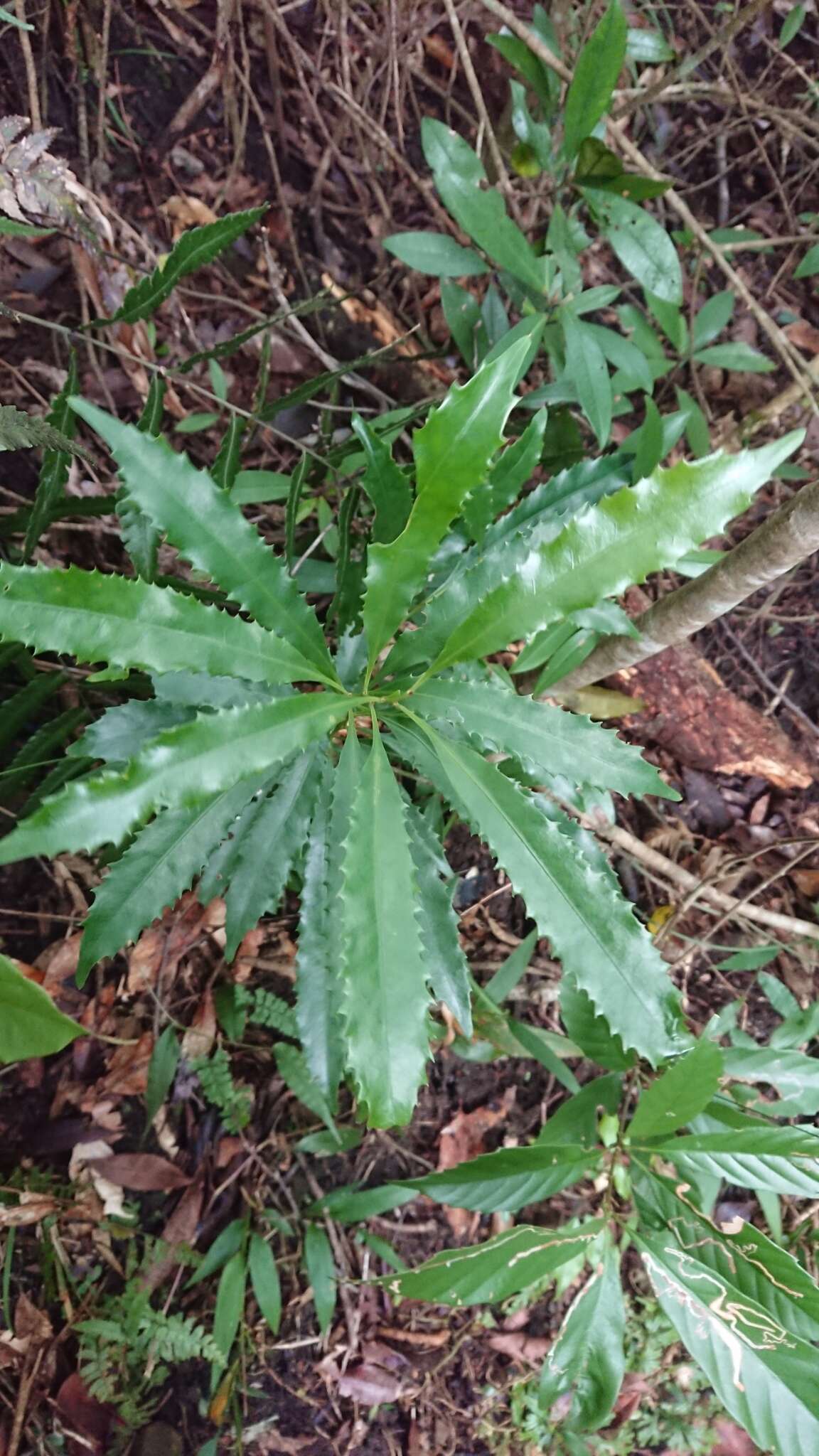 Sivun Helicia cochinchinensis Lour. kuva