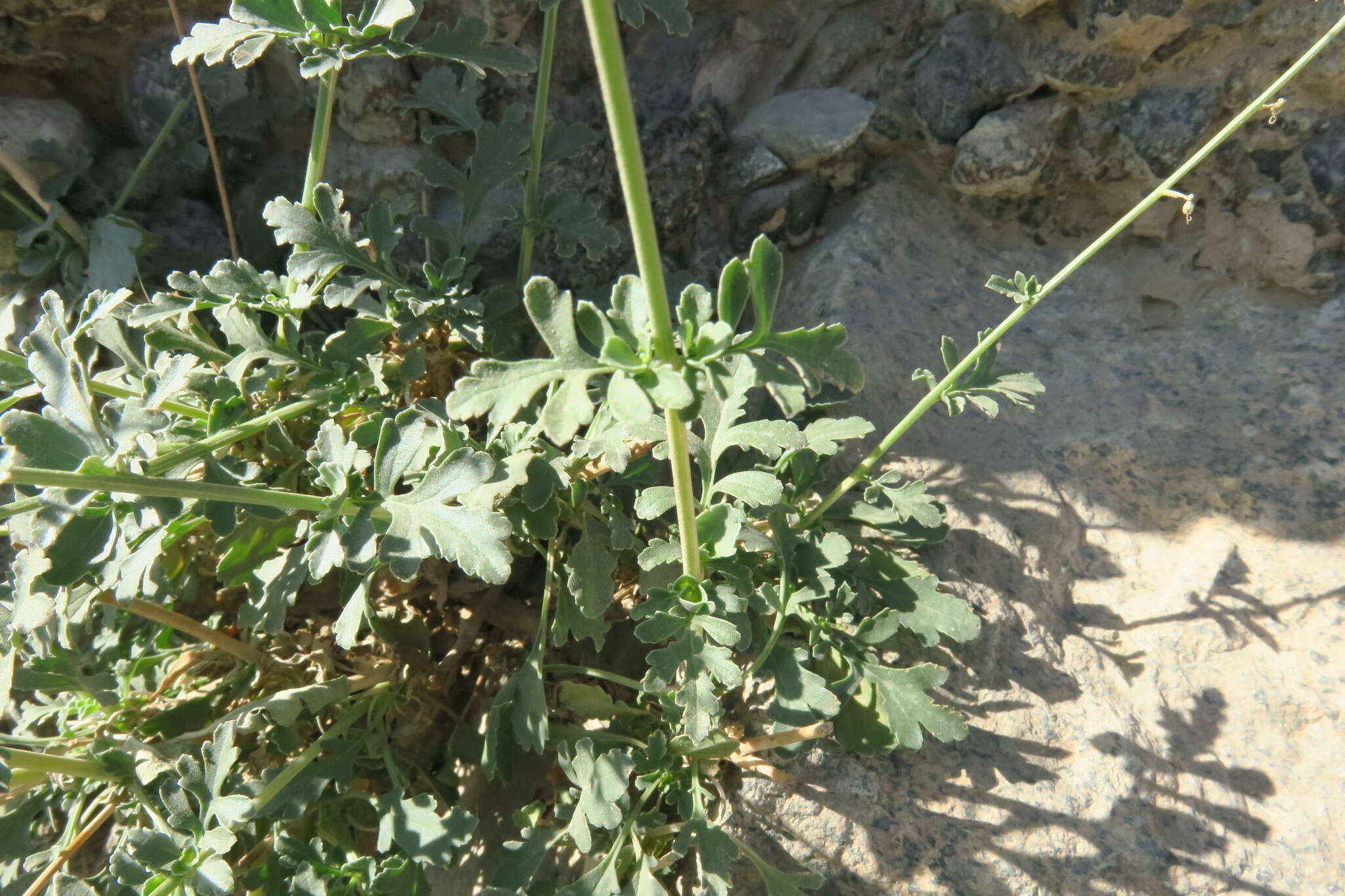 Image of Scrophularia deserti Del.