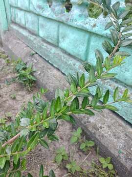 Image of box-leaf honeysuckle