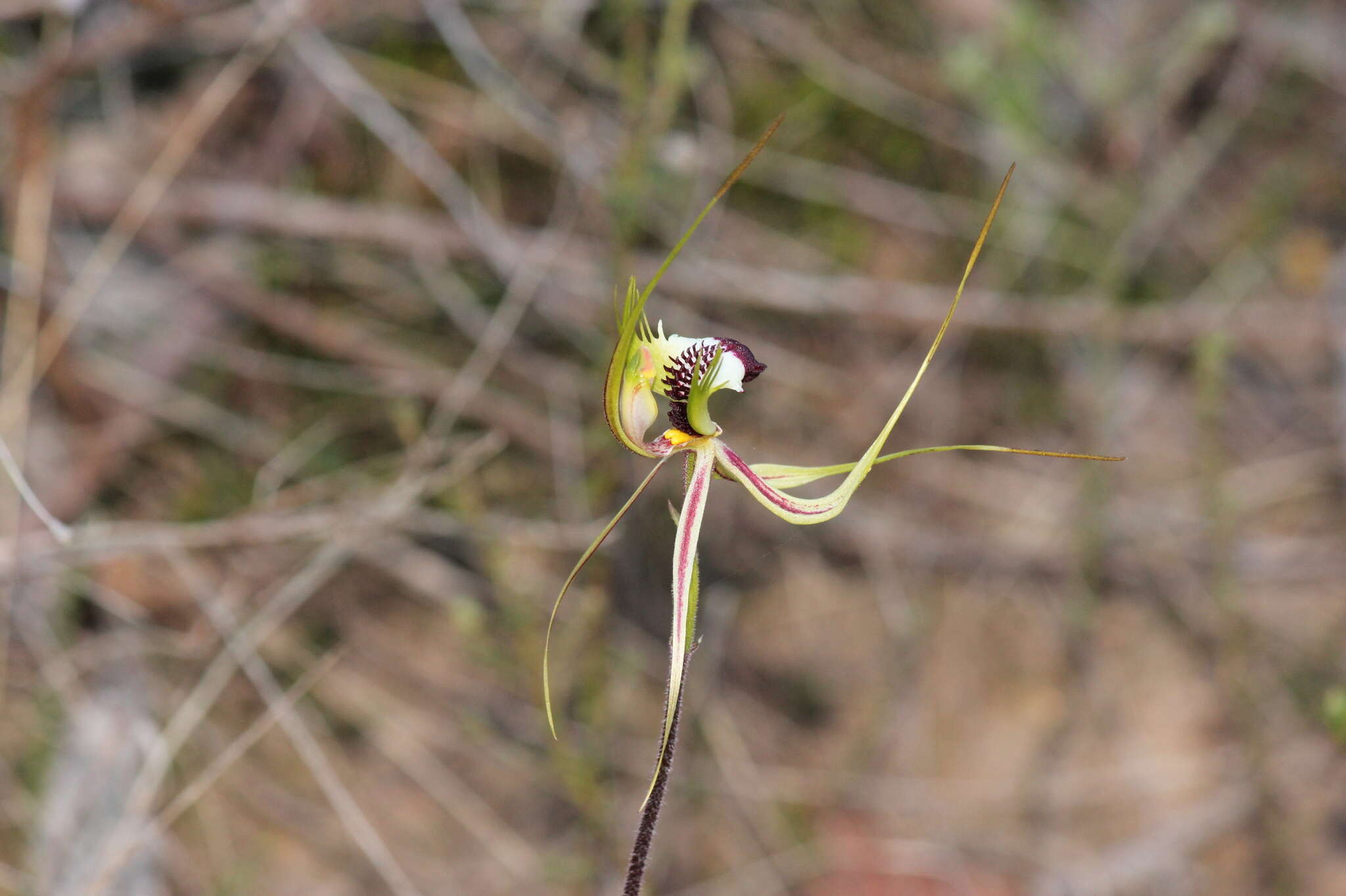 Image of Eastern Mantis Orchid