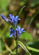 Image of Gentiana tianschanica Rupr.