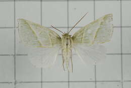 Image of Hylophilodes tsukusensis Nagano 1918