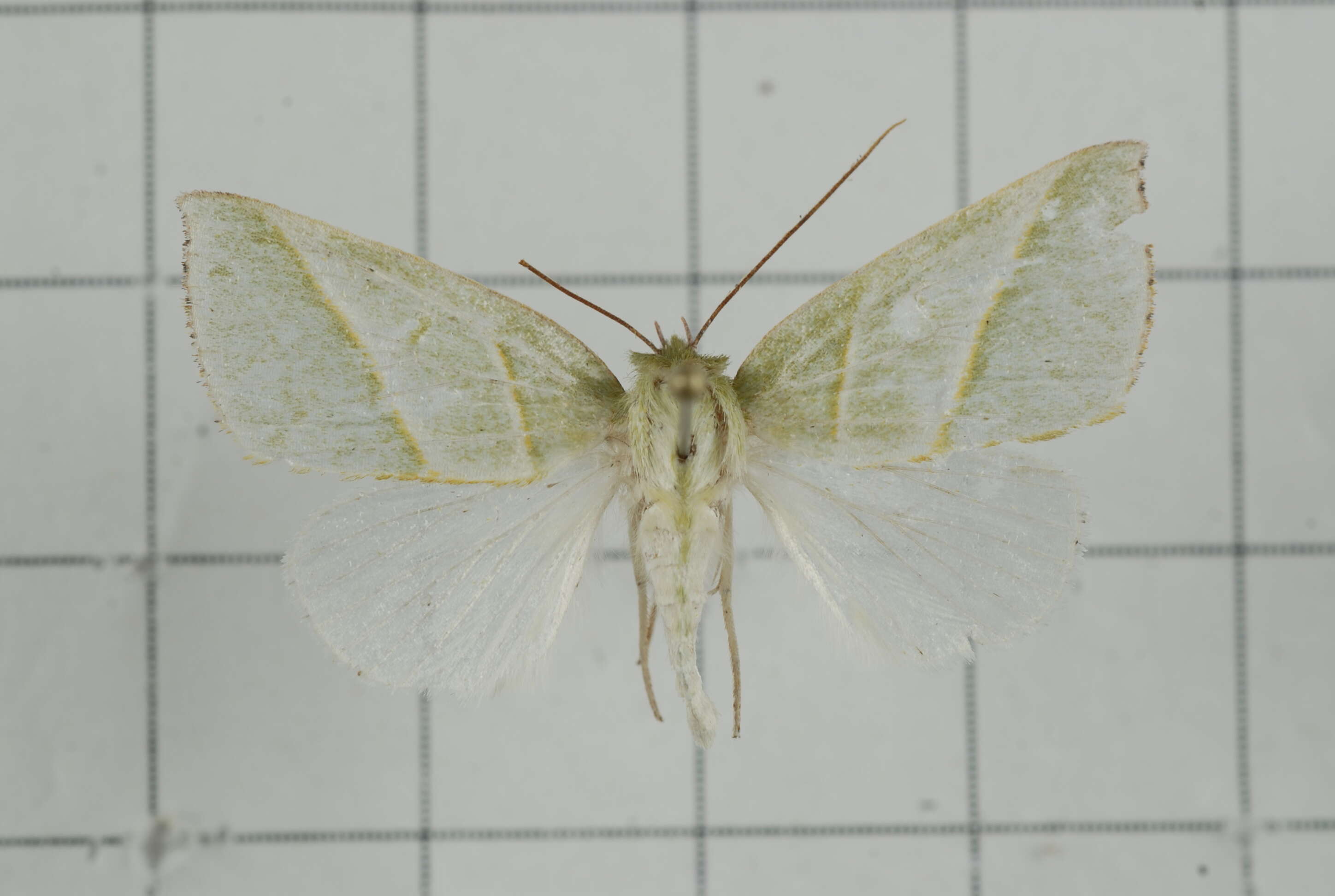 Image of Hylophilodes tsukusensis Nagano 1918