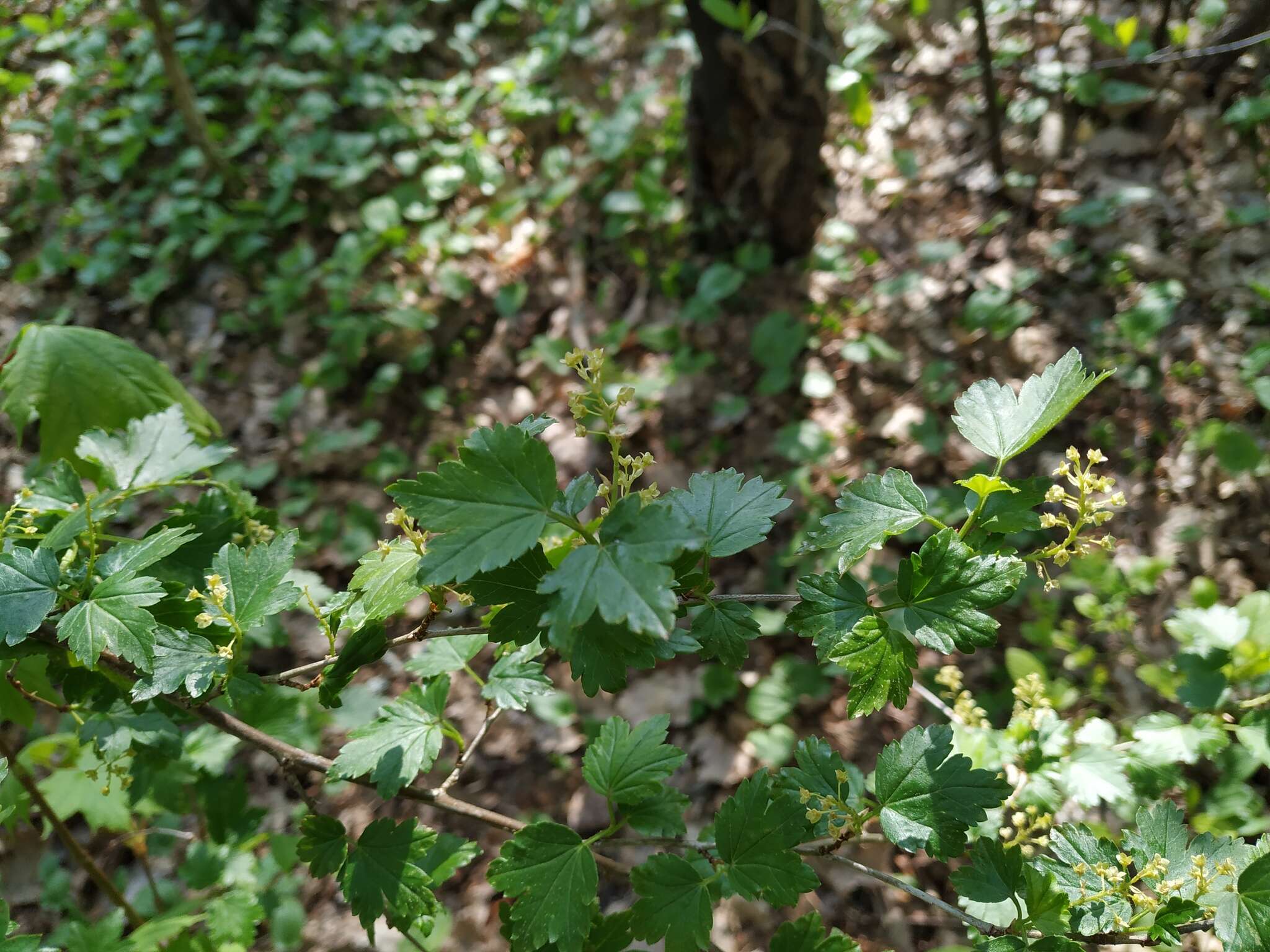 Image of Mountain Currant