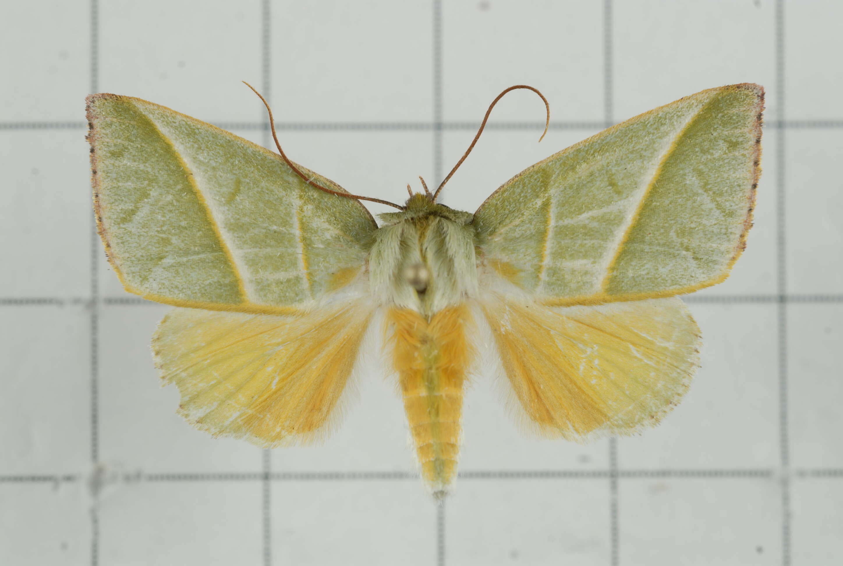 Image of Hylophilodes tsukusensis Nagano 1918