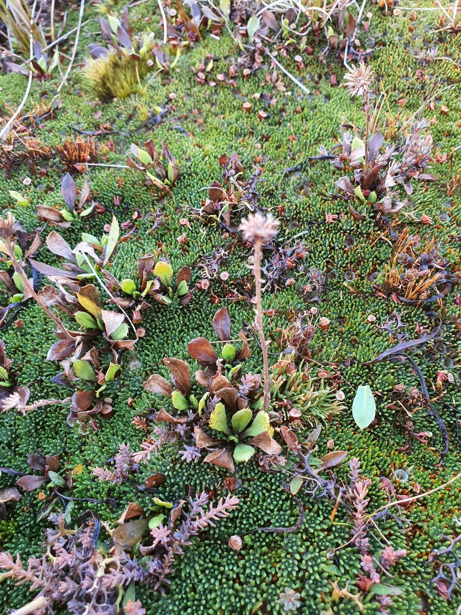 Image of Bog Mountain Daisy