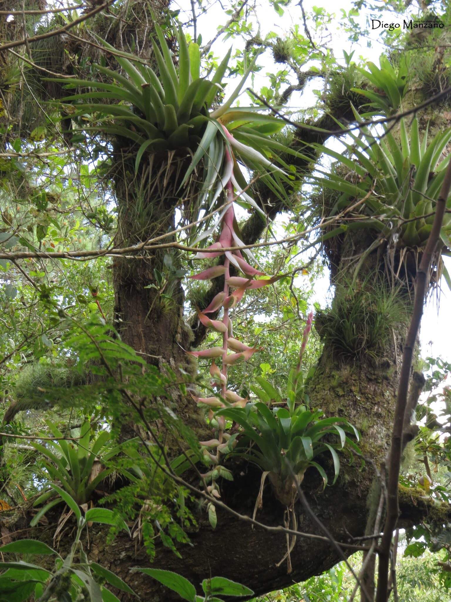 Imagem de Tillandsia eizii L. B. Sm.