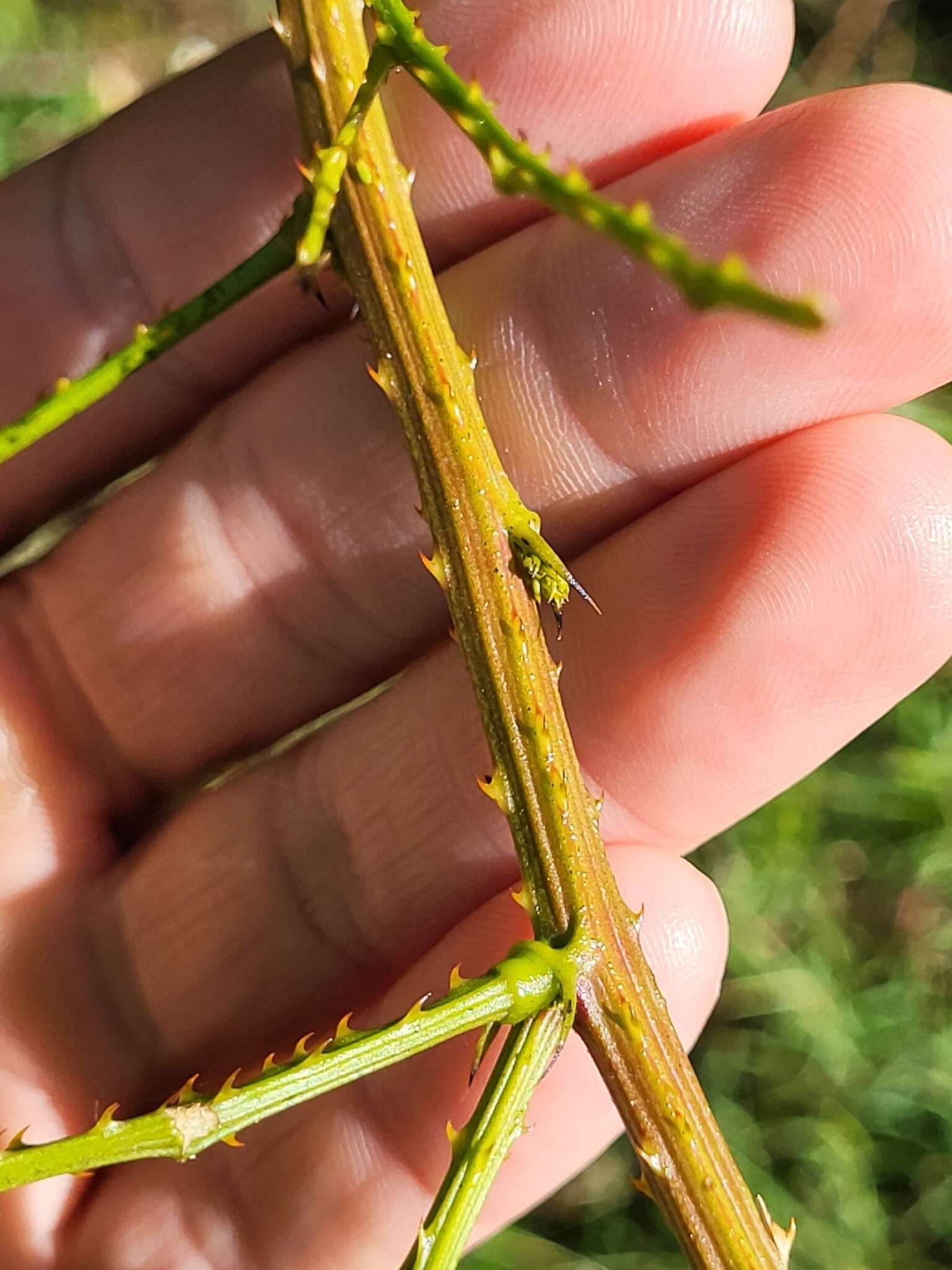 Mimosa ceratonia L. resmi