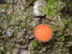 Imagem de Scutellinia trechispora (Berk. & Broome) Lambotte 1887