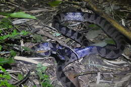 Image of Kelung Cat Snake