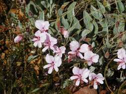 Image of Pelargonium ovale (Burm. fil.) L'Her.