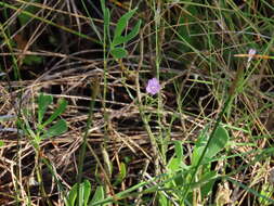 Image of saltmarsh false foxglove