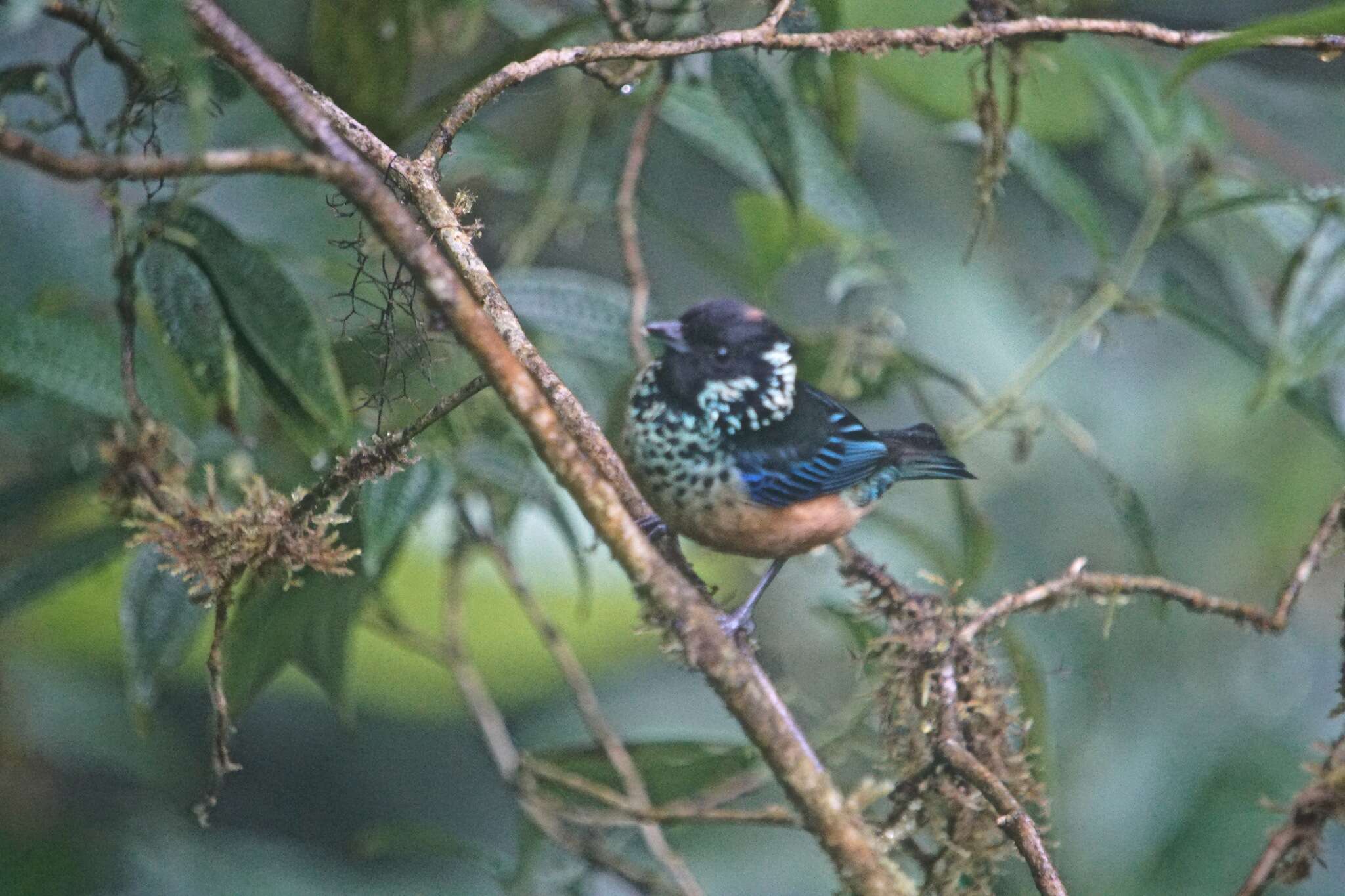 Image of Spangle-cheeked Tanager