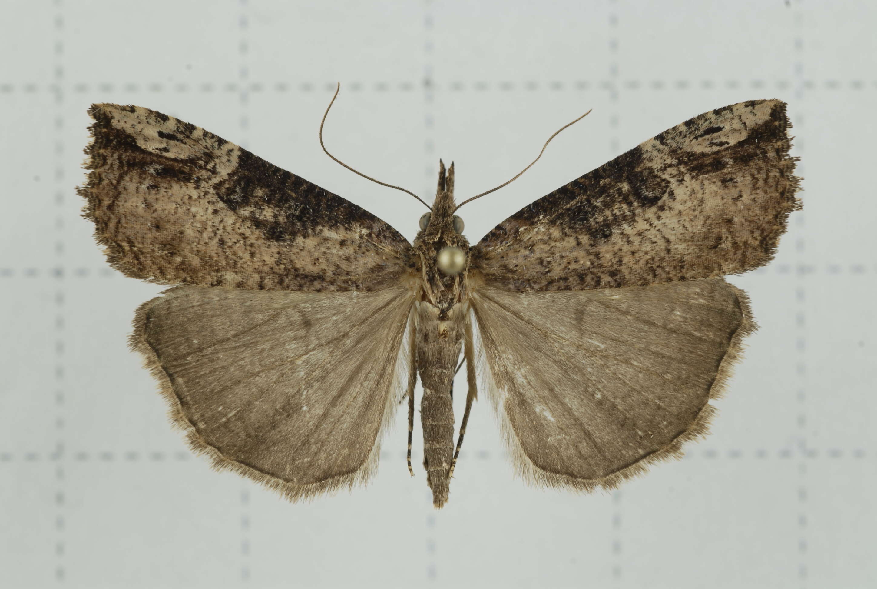 Image of Hypena tristalis