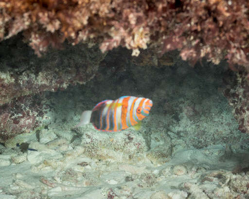 Image of Harlequin Tuskfish