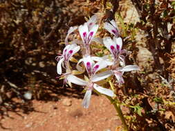 Image of Pelargonium spinosum Willd.