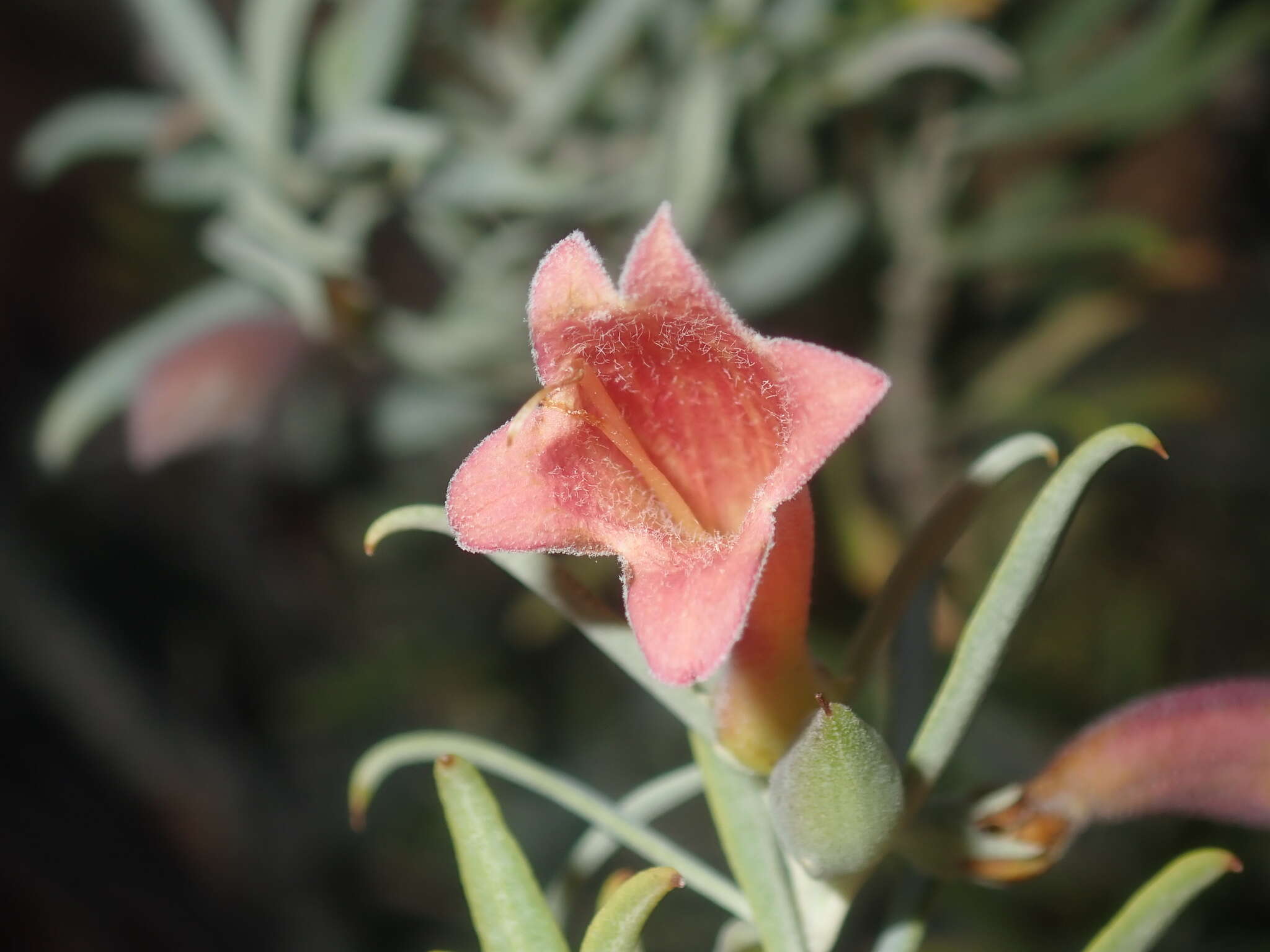 Image de Eremophila youngii F. Muell.