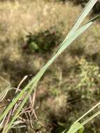 Image of Pitchfork Crown Grass