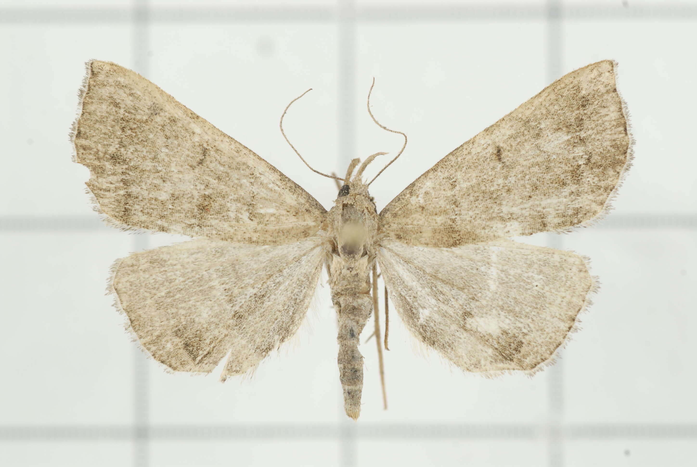 Image of Polypogon vermiculata (Leech 1900)