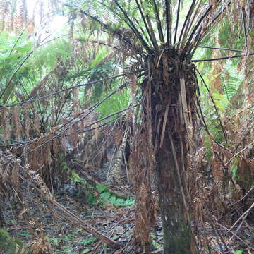 Image of Australian Tree Fern