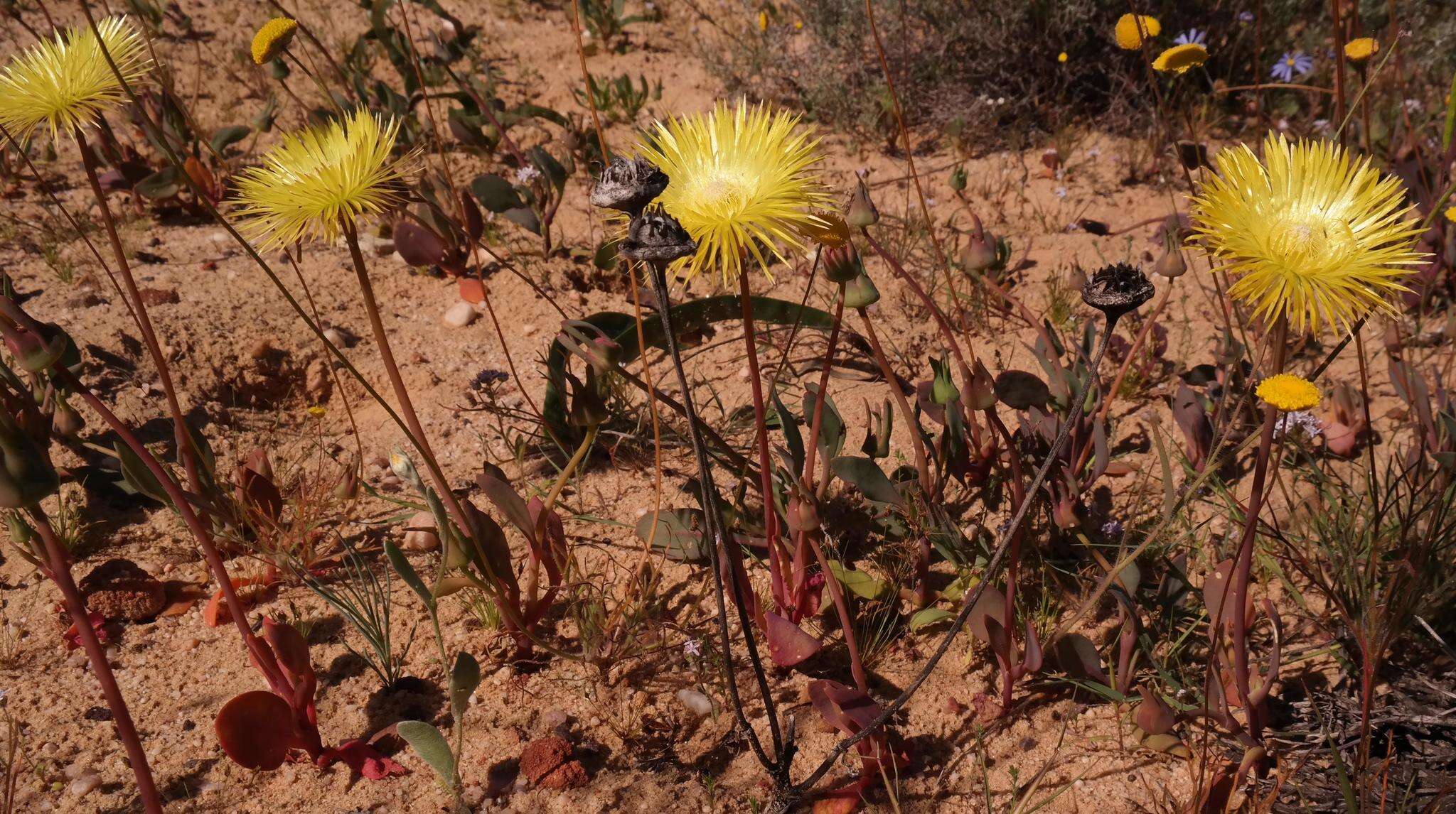 Image of Apatesia helianthoides (Ait.) N. E. Br.