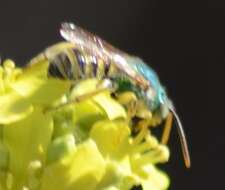 Agapostemon texanus Cresson 1872的圖片