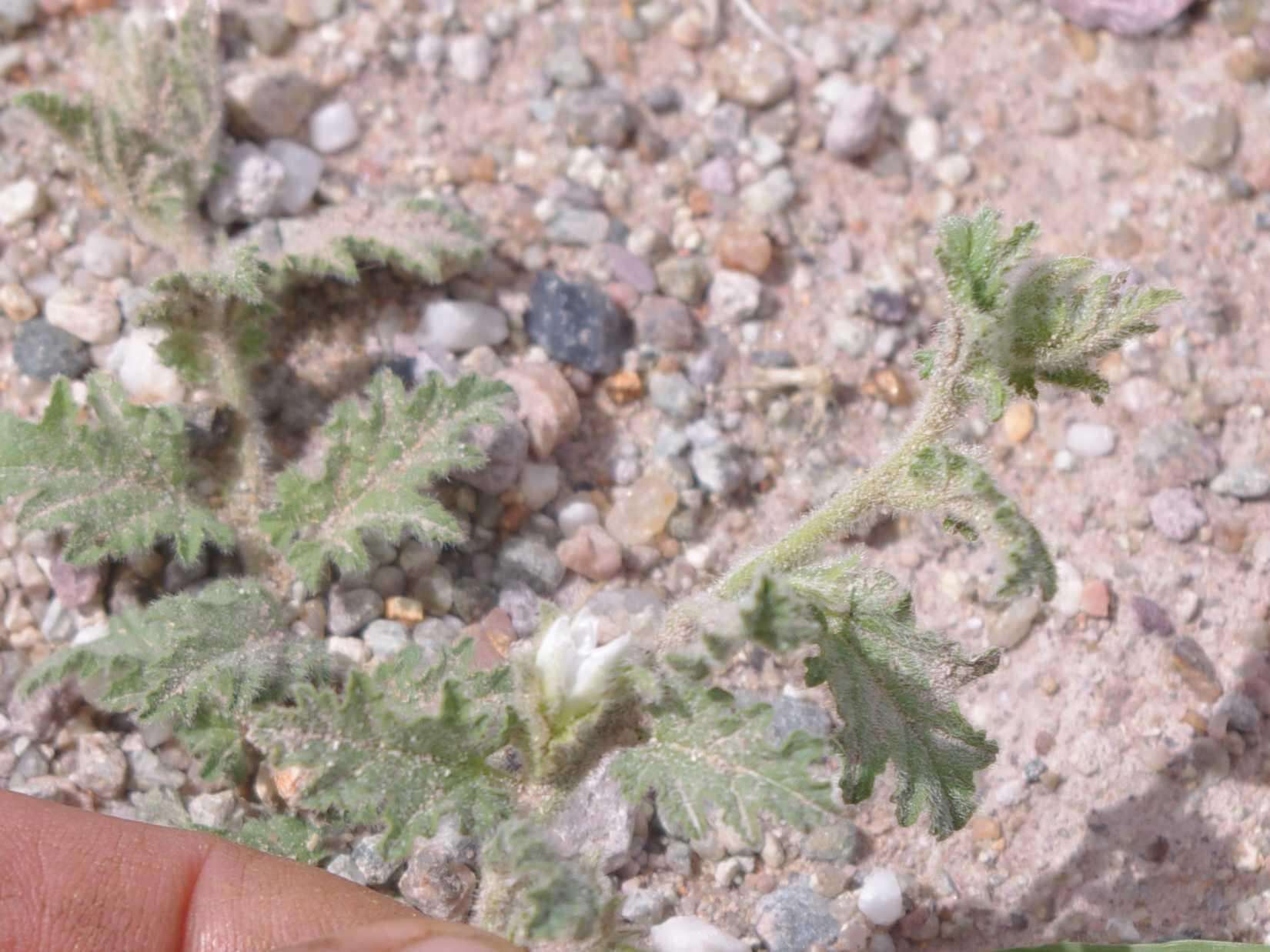 Plancia ëd Convolvulus argillicola Pilger