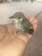 Image of Streak-breasted Honeyeater