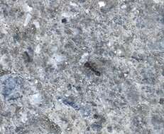 Image of Pavement ant