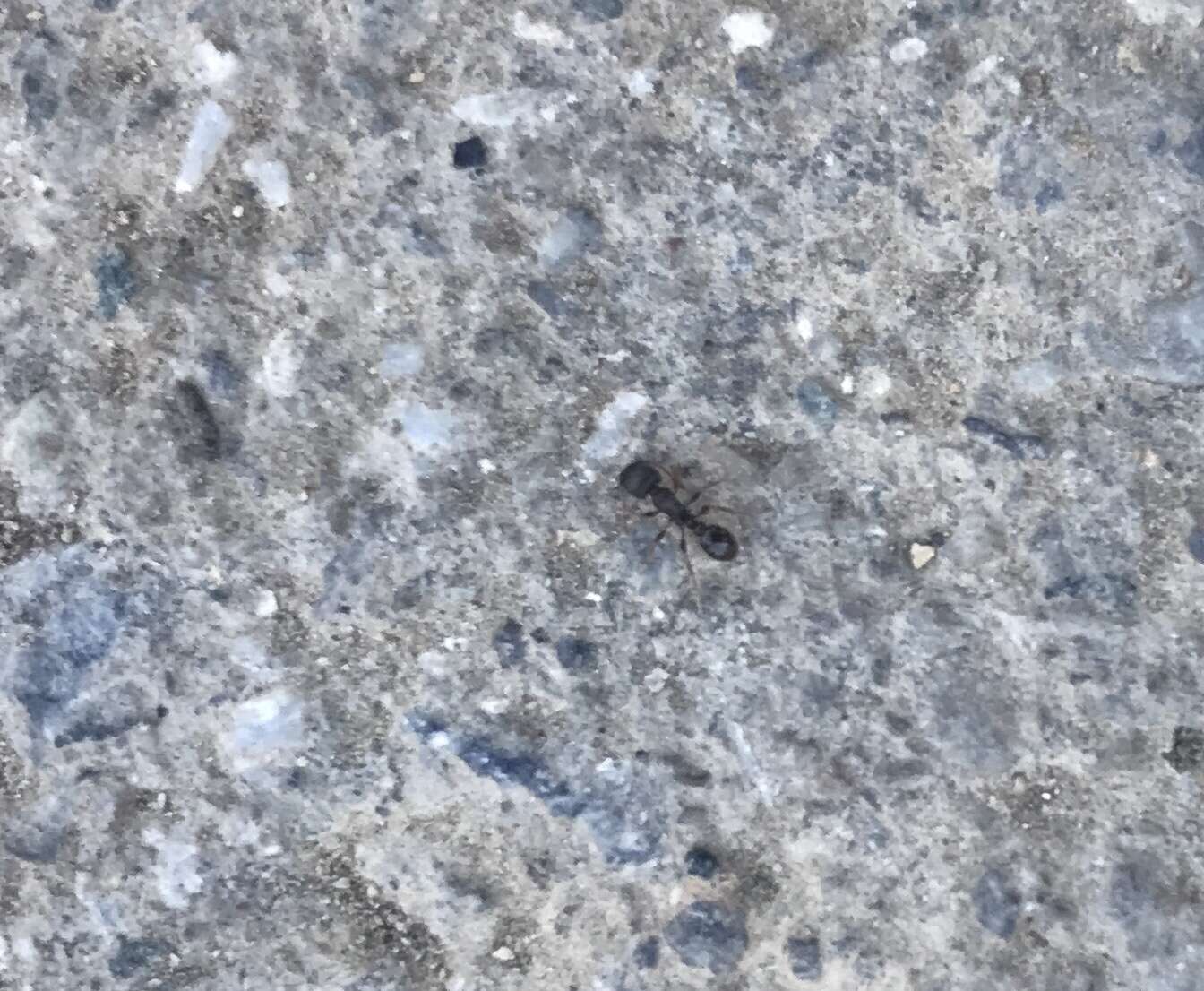 Image of Pavement ant