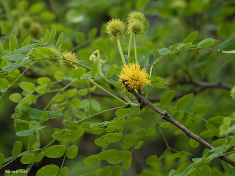 Imagem de Leucaena retusa Benth.