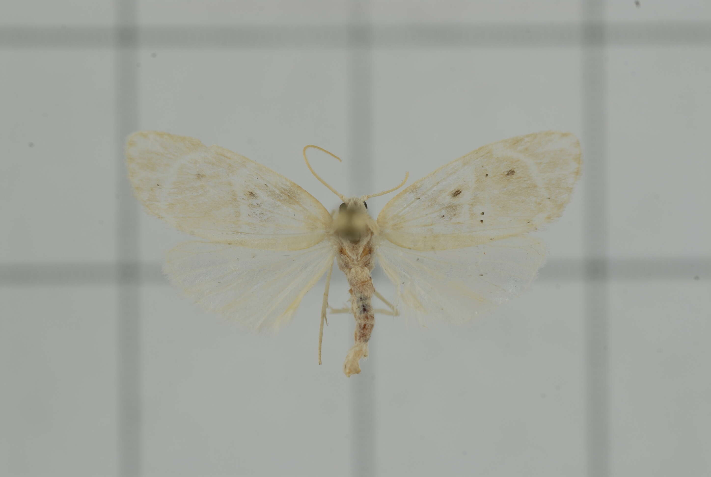 Image of Schistophleps bipuncta Hampson 1891