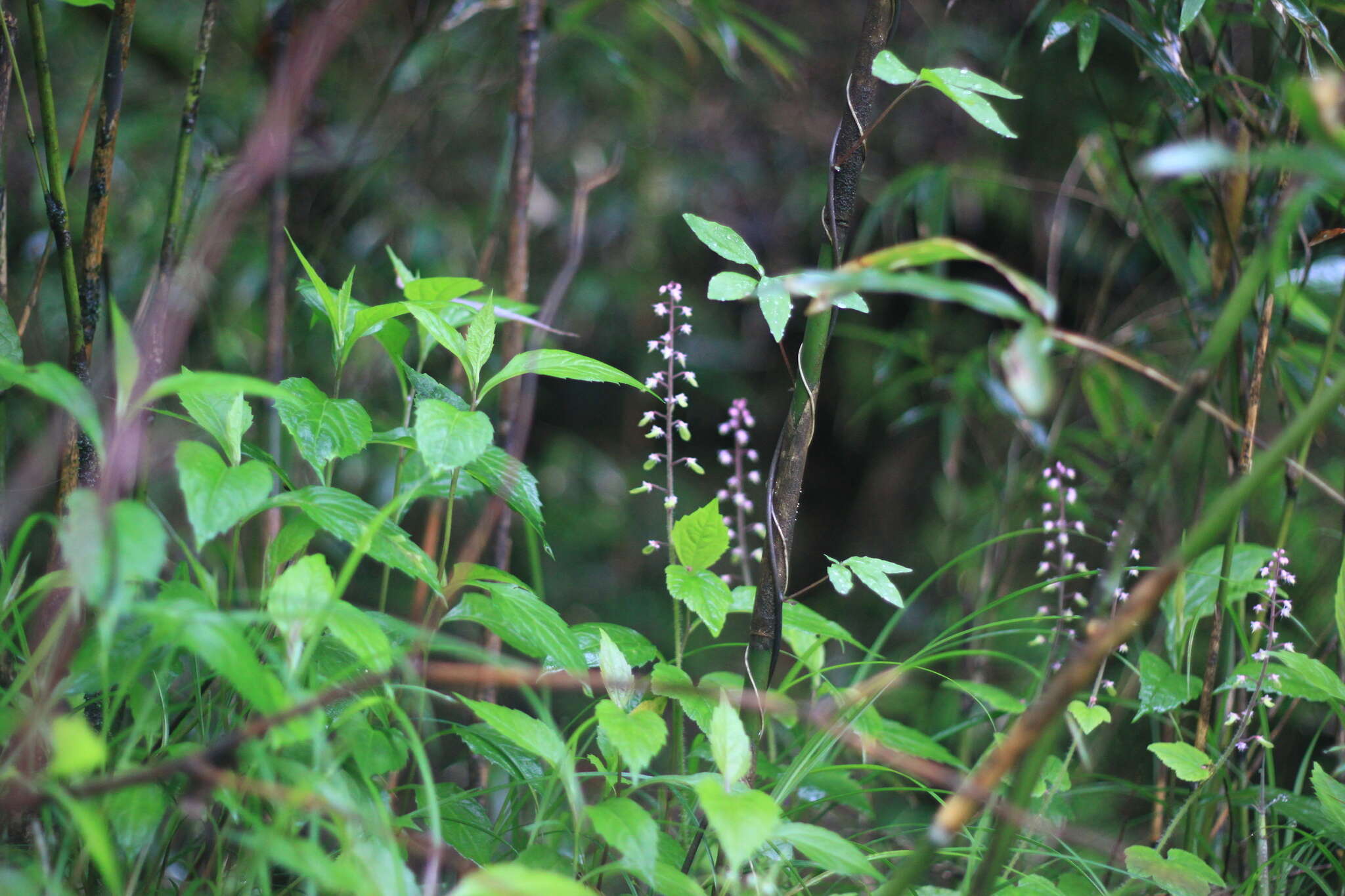 Image of Tiarella polyphylla D. Don