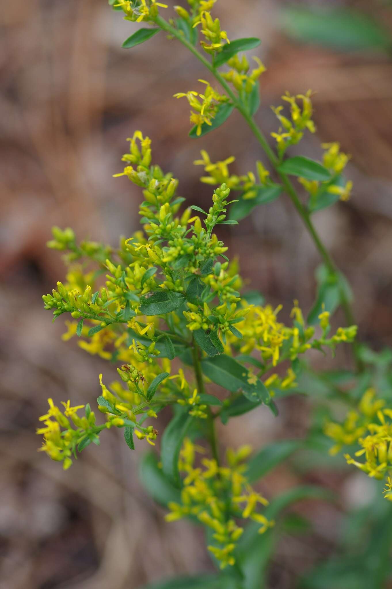 Image de Solidago odora subsp. chapmanii (A. Gray) Semple