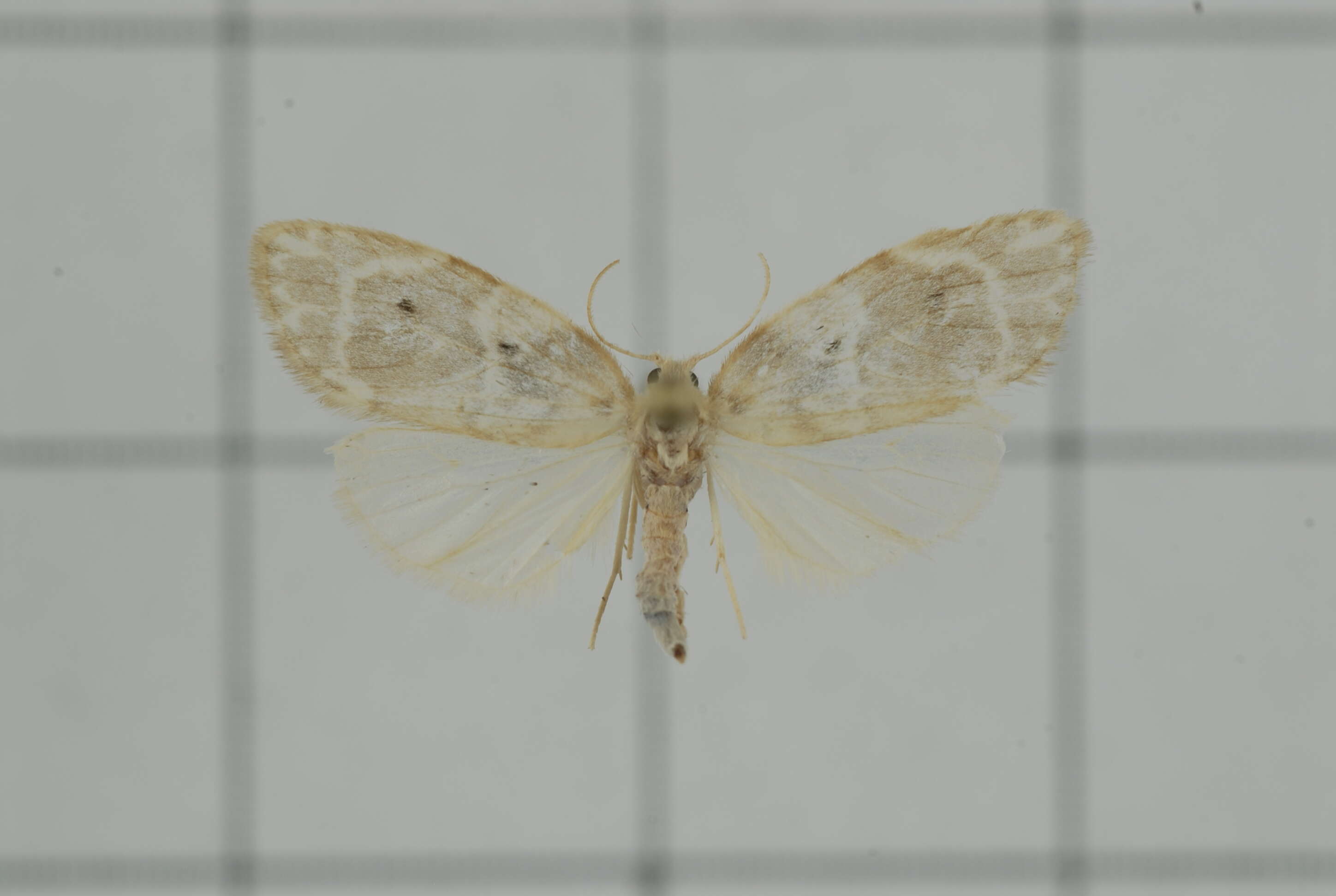 Image of Schistophleps bipuncta Hampson 1891