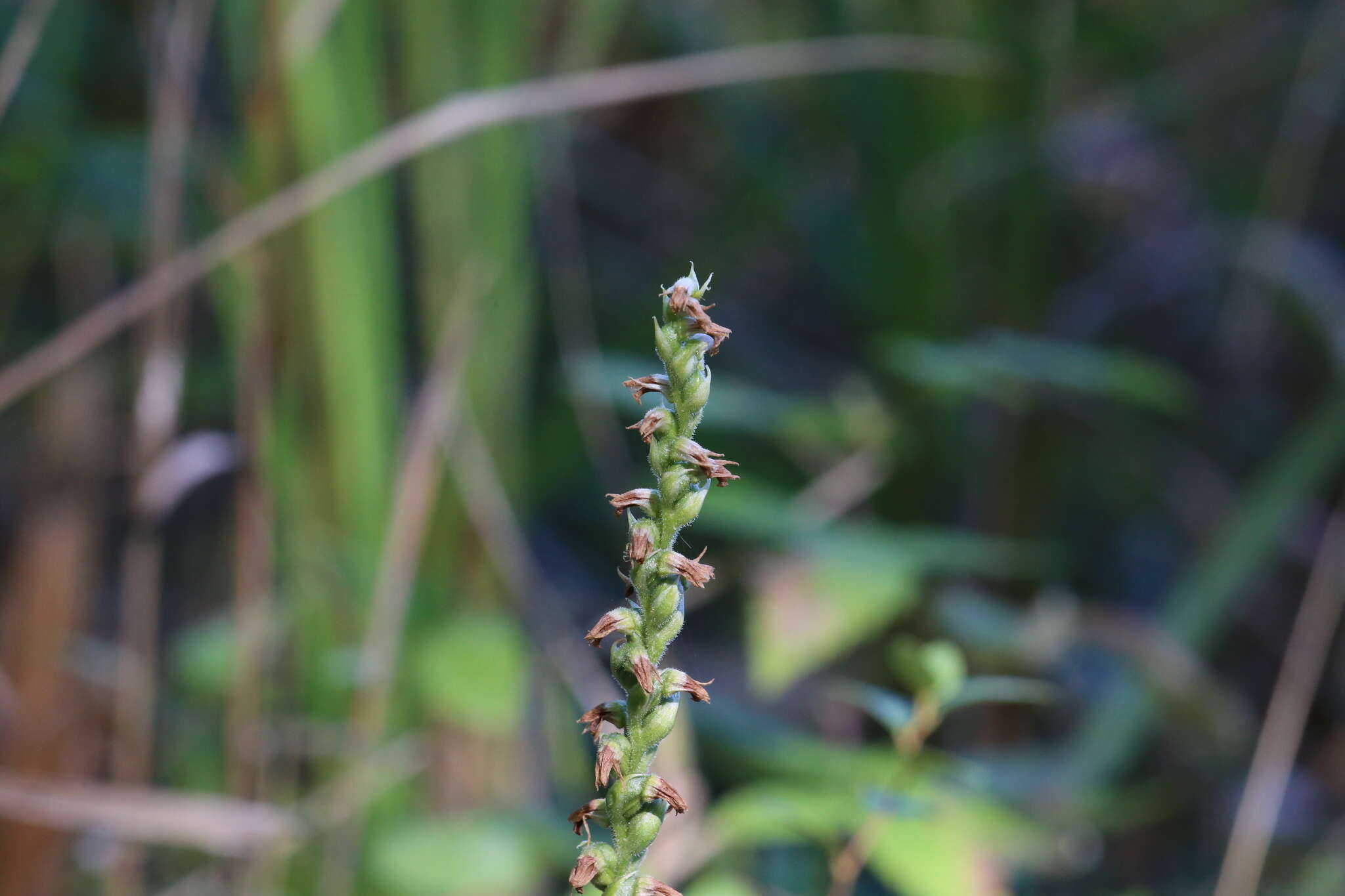 Image of Case's lady's tresses