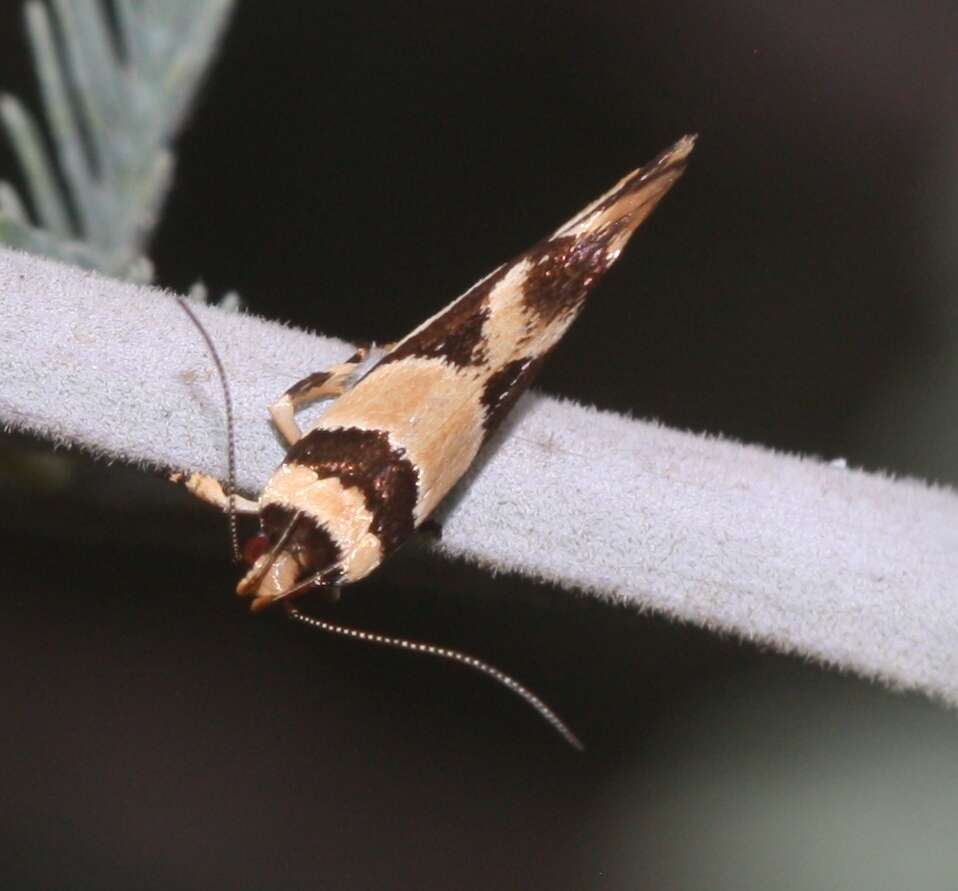 Image of Macrobathra desmotoma Meyrick 1886