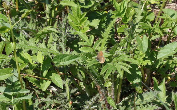 Image of scarce heath