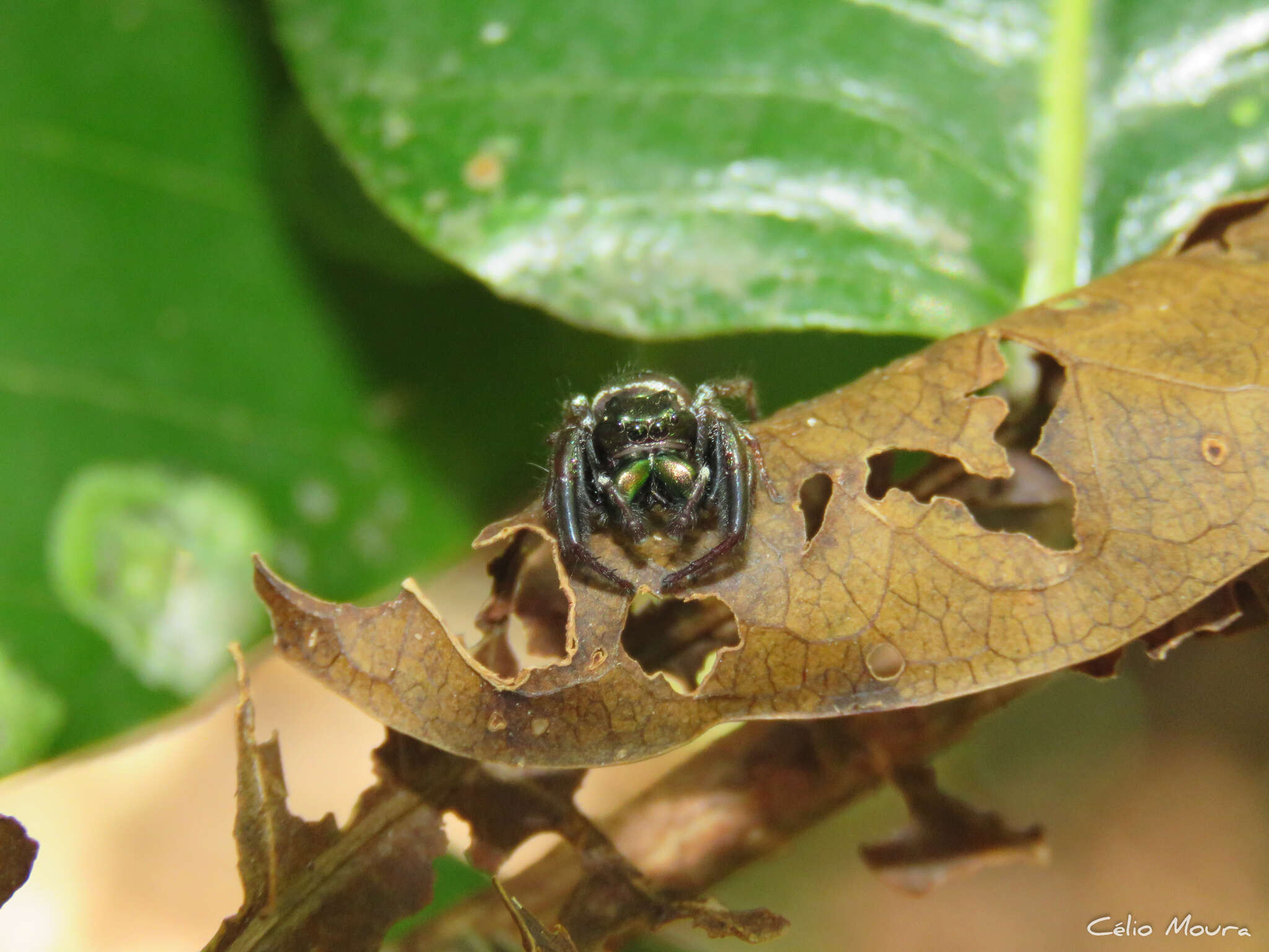 Image of Parnaenus cyanidens (C. L. Koch 1846)