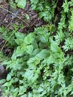 Image of Urtica morifolia Poir.